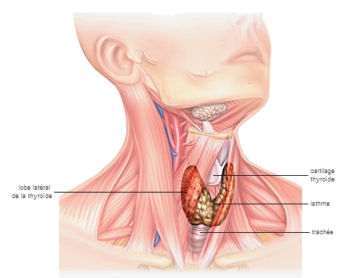 Maladies thyroïdiennes et diabète